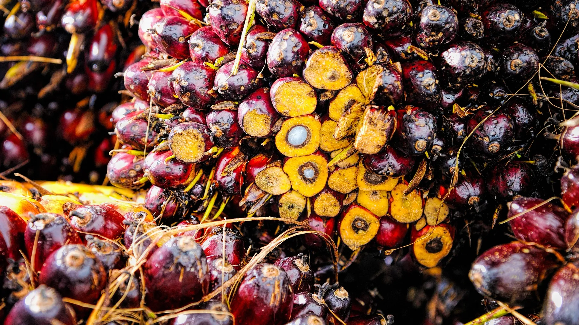 Rubrik_Naturschutz_Biodiv_Palmoelnuss_c.Pixabay_palm-1464660_1920